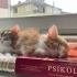 tekir kardeşler bir dişi bir erkek fotoğraf