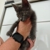 Minik Şanslı'ya Yuva fotoğraf