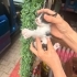 Bebekler ömürlük yuvasını arıyor fotoğraf