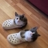 CİTLEMBİK YUVASINI BEKLİYOR fotoğraf
