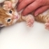 Oyuncak ve oyun delisi ve aşşşırı sempatik fotoğraf
