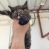 Yavru çok oyuncu çok sevimli fotoğraf