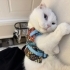 Scottish Fold Dişi fotoğraf
