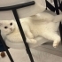 Scottish Fold Dişi fotoğraf