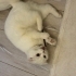 Scottish Fold Dişi fotoğraf
