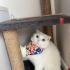 Scottish Fold Dişi fotoğraf