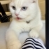 Scottish Fold Dişi fotoğraf