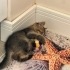 Ücretsiz erkekCins kedi fotoğraf