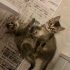 Ücretsiz erkekCins kedi fotoğraf