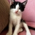 2 Aylık Smokin Kedi Yuva Arıyor fotoğraf