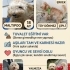 Şirin maltipoo köpeğimiz yeni yuvasını arıyor fotoğraf