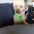 Şirin maltipoo köpeğimiz yeni yuvasını arıyor fotoğraf