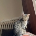 Evinize neşe gelsin :) fotoğraf