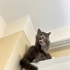 🐾 Luna’ya Ömürlük Yuva Arıyoruz 🐾 fotoğraf