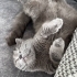 🐾 Luna’ya Ömürlük Yuva Arıyoruz 🐾 fotoğraf