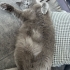 🐾 Luna’ya Ömürlük Yuva Arıyoruz 🐾 fotoğraf