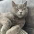 🐾 Luna’ya Ömürlük Yuva Arıyoruz 🐾 fotoğraf
