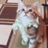 Çok oyuncu sevimli fotoğraf