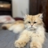 Ömürlük yuva arıyoruz fotoğraf