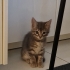 2 aylık yavru yeni yuvasını arıyor fotoğraf