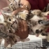 Müjgan’ın Minikleri Yuva Bekliyor 🐾 fotoğraf
