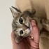 Müjgan’ın Minikleri Yuva Bekliyor 🐾 fotoğraf