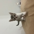 Müjgan’ın Minikleri Yuva Bekliyor 🐾 fotoğraf