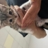 Müjgan’ın Minikleri Yuva Bekliyor 🐾 fotoğraf