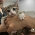 Müjgan’ın Minikleri Yuva Bekliyor 🐾 fotoğraf