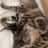 Müjgan’ın Minikleri Yuva Bekliyor 🐾 fotoğraf