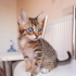 Sevgi dolu kör yavru kedi fotoğraf