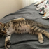 Sevgi dolu kör yavru kedi fotoğraf