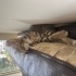 Sevgi dolu kör yavru kedi fotoğraf