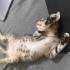 Sevgi dolu kör yavru kedi fotoğraf