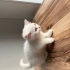 4 aylık british ve Ankara kedisi kırması uysal insan canlısı bir kedi fotoğraf