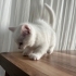 4 aylık british ve Ankara kedisi kırması uysal insan canlısı bir kedi fotoğraf