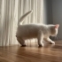 4 aylık british ve Ankara kedisi kırması uysal insan canlısı bir kedi fotoğraf