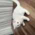 4 aylık british ve Ankara kedisi kırması uysal insan canlısı bir kedi fotoğraf