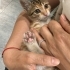 Şans kedisi calico Çerez ömürlük yuvasını arıyor fotoğraf