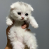 2 aylık Scottish Fold yavrular fotoğraf