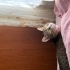aşırı sevecen uysal dişi kedi fotoğraf