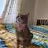 aşırı sevecen uysal dişi kedi fotoğraf