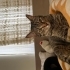 ERKEK UYSAL KEDİ (ikisi birlikte) fotoğraf