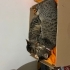 ERKEK UYSAL KEDİ (ikisi birlikte) fotoğraf