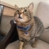ERKEK UYSAL KEDİ (ikisi birlikte) fotoğraf