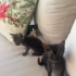 Güzel huylu gri kuzu şanslı'ya MAMA GARANTÖRLÜ ömürlük yuva arıyoruz fotoğraf