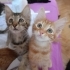 Thor yuva arıyor fotoğraf