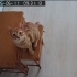 Kehribar gözleriyle kendisine aşık edebilir fotoğraf