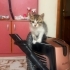 🐾 ACİL KALICI YUVA ARIYOR 🐾 fotoğraf