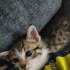 🐾 ACİL KALICI YUVA ARIYOR 🐾 fotoğraf